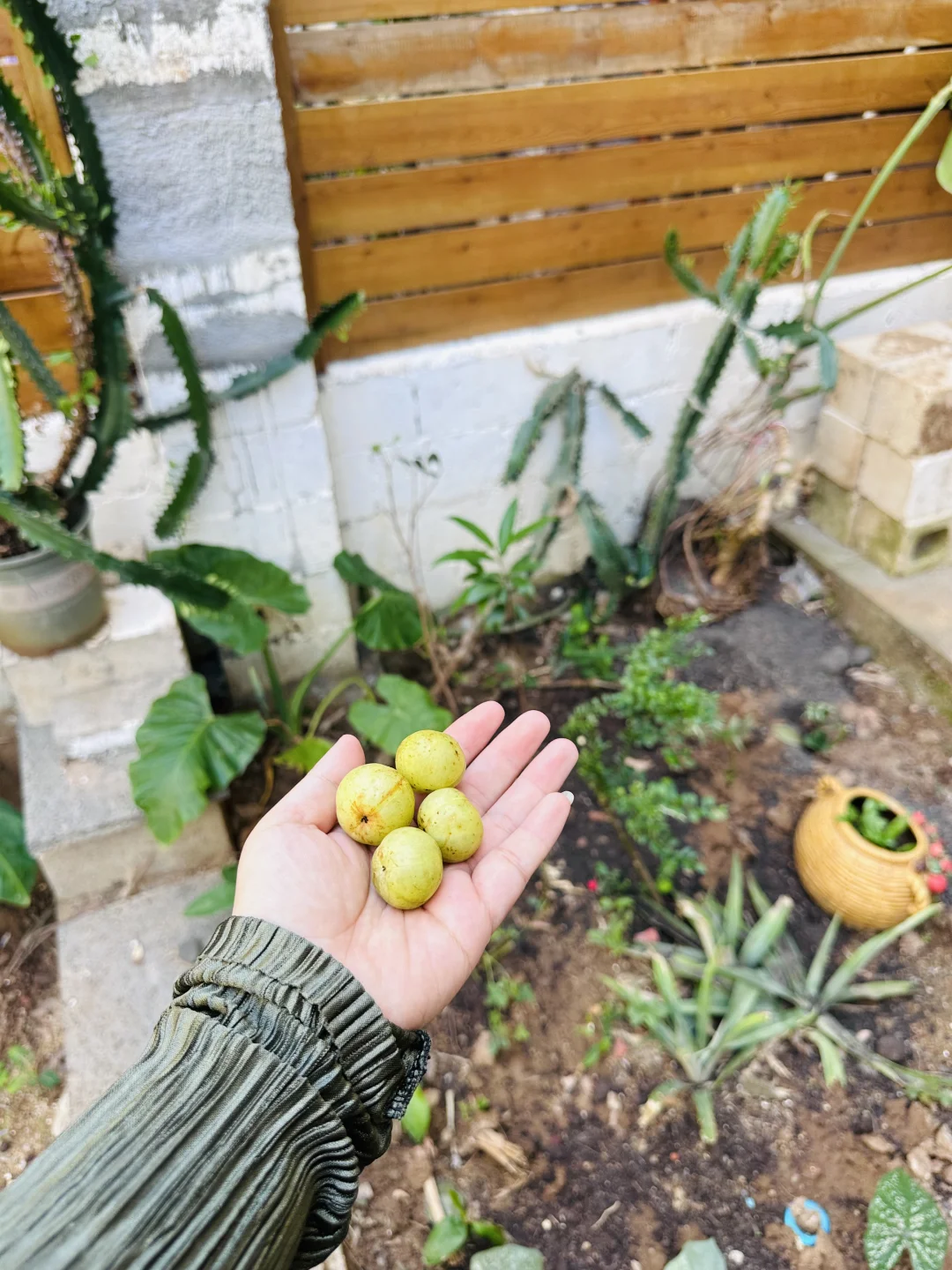 有花园的意义就在此刻了吧～丰收季节