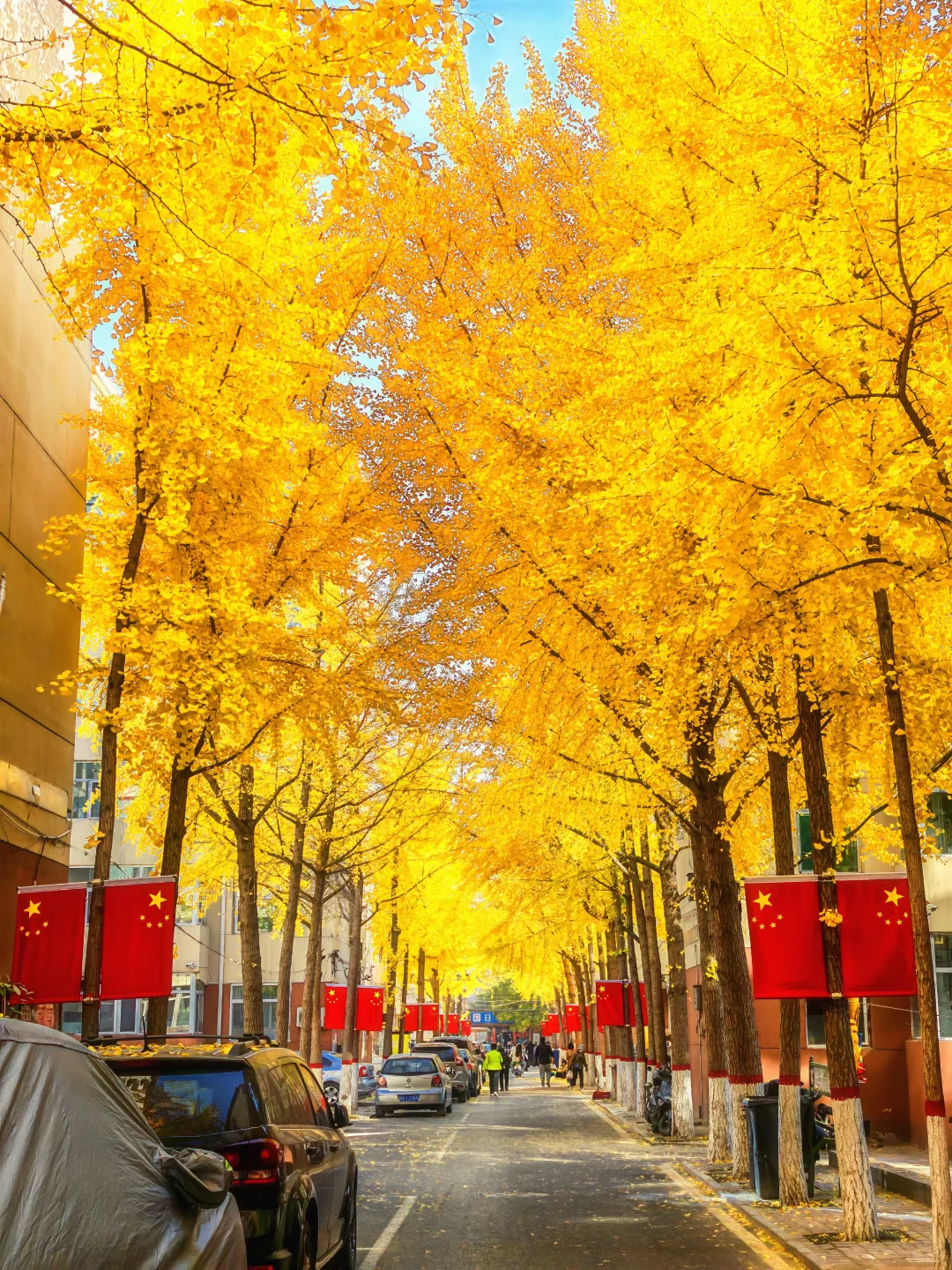 11.4太原老军营银杏?实拍❗（附攻略）