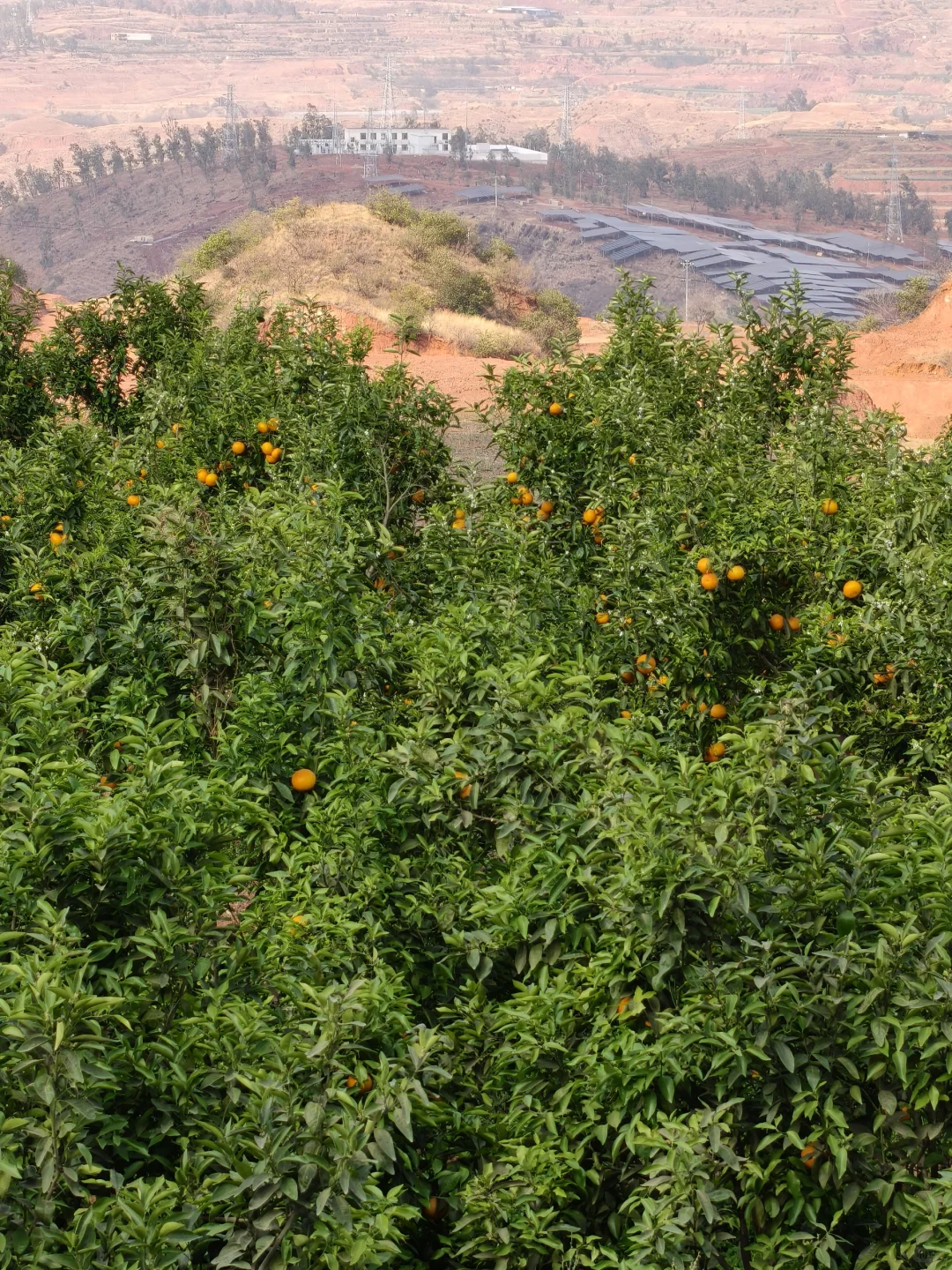 树上的沃柑真好吃?春茶美器