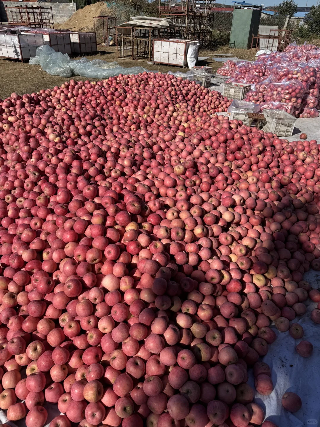 想吃烟台苹果?的，带给你们一点点震撼?