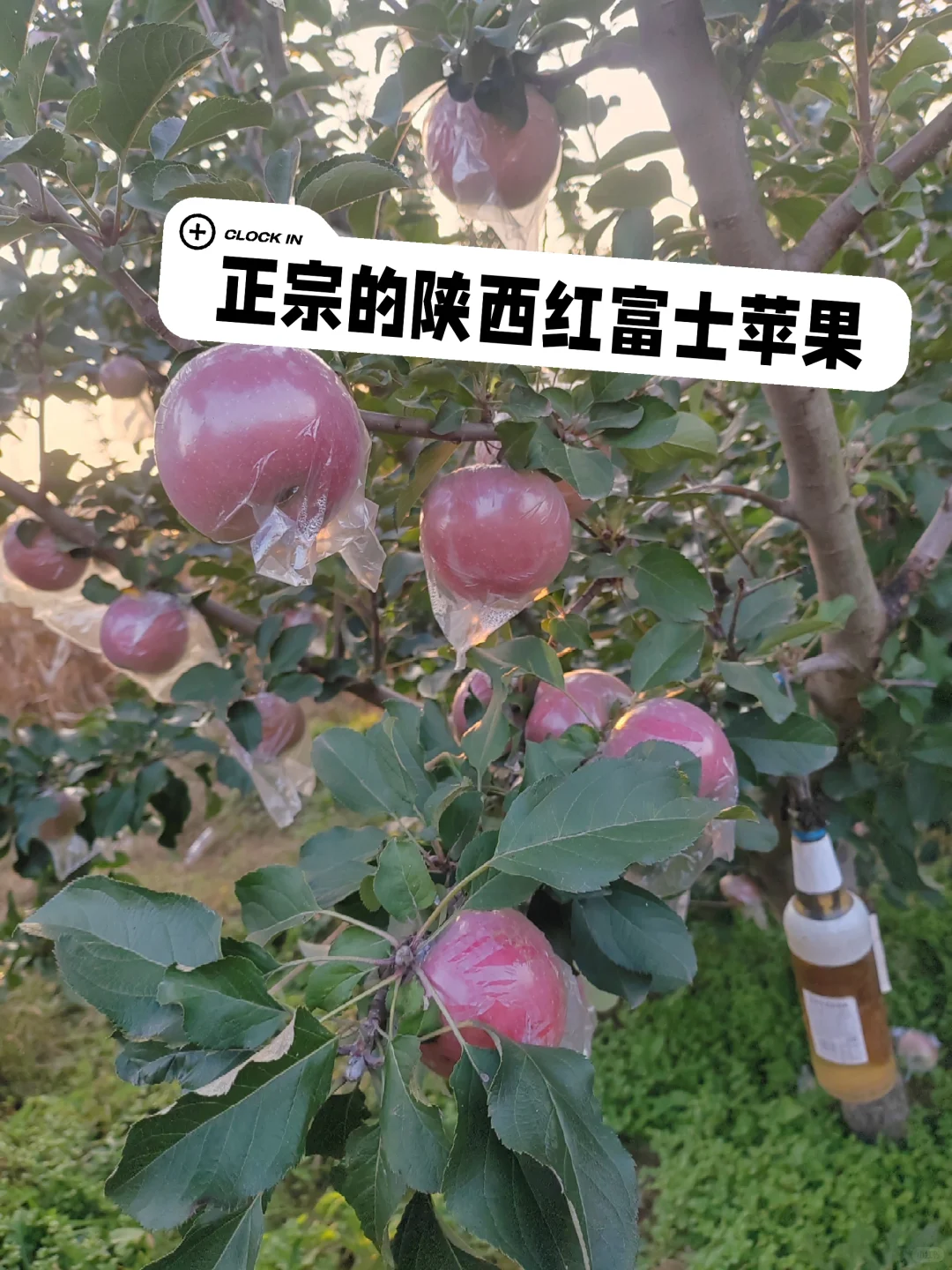 好吃的苹果来喽