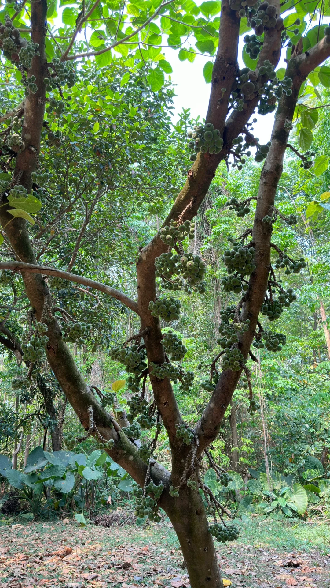 热带水果种植园里长点知识