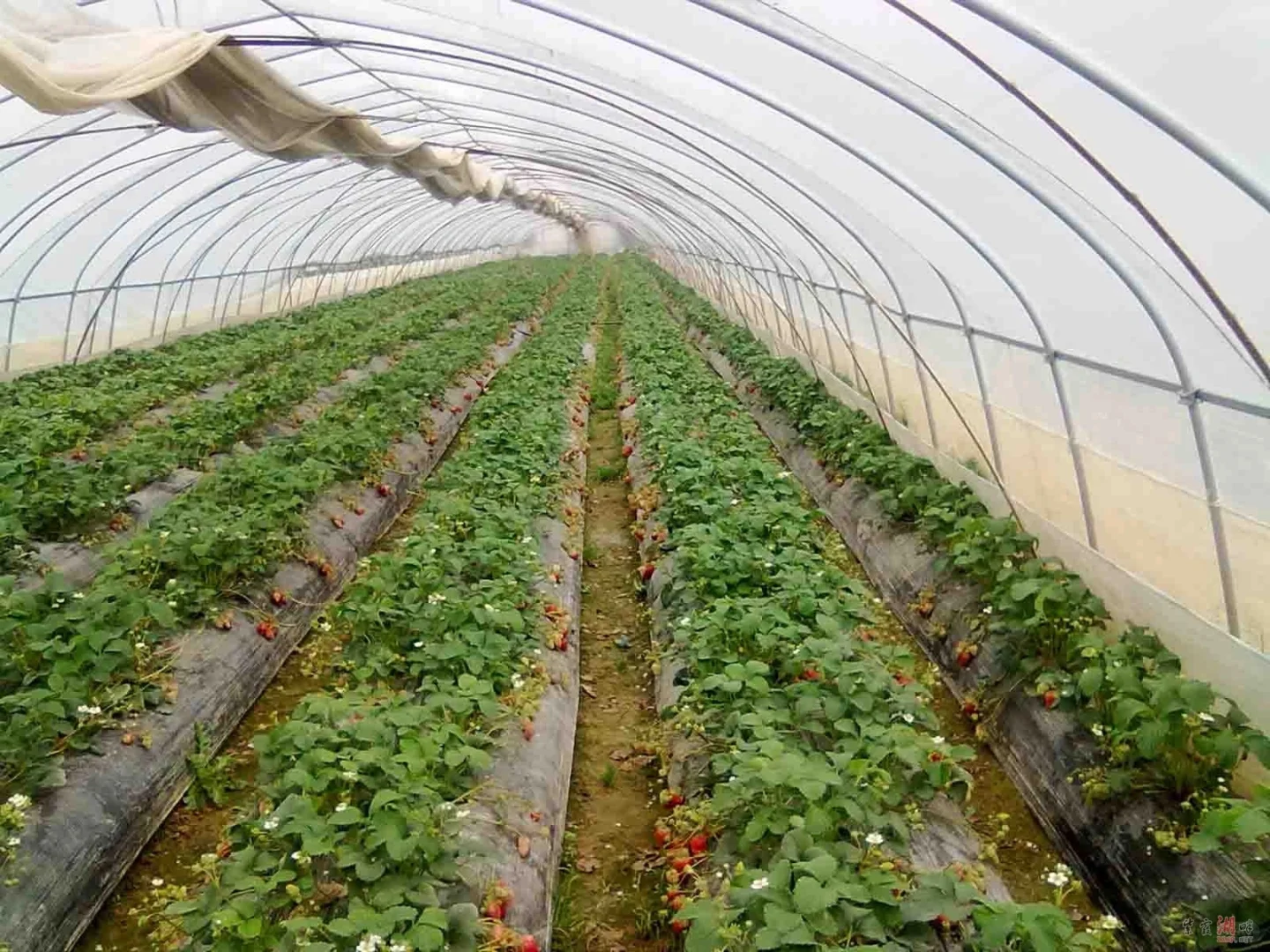 蔬果小芝士—草莓