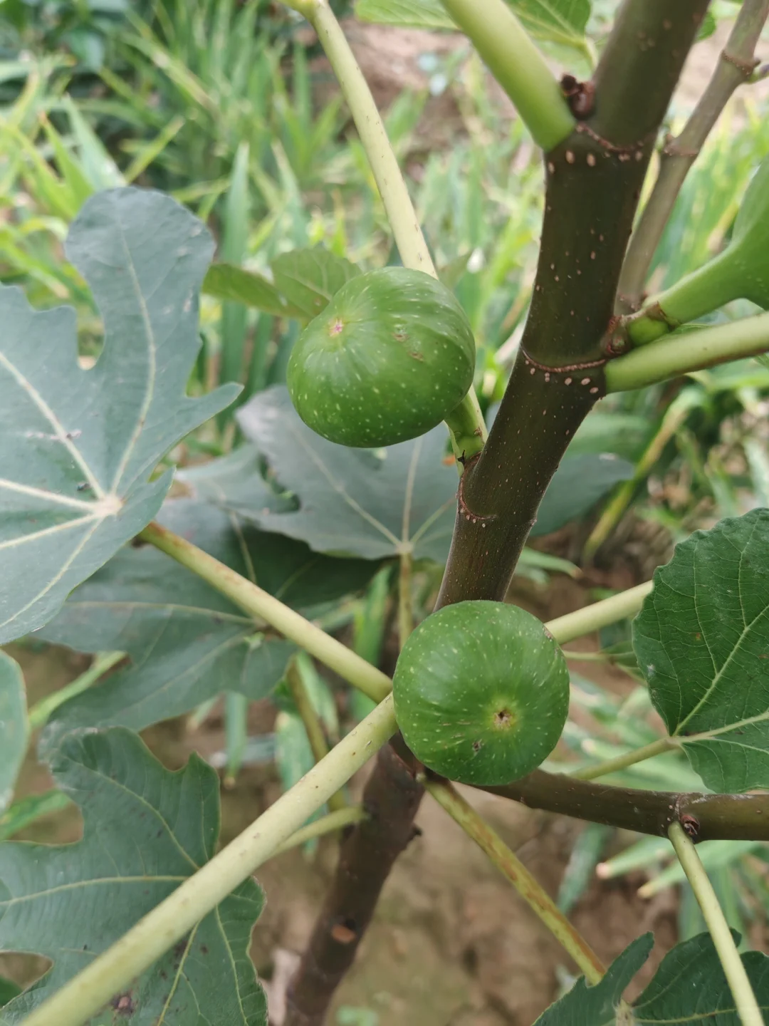 梦幻甜蜜终于开始膨胀了