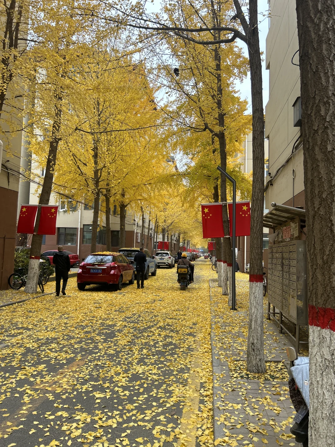 11?️6日｜老军营银杏树实拍?