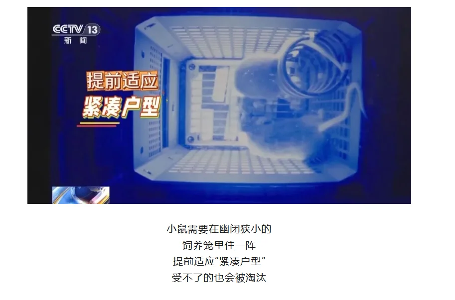 带“C57小鼠”上太空!神舟二十一号!