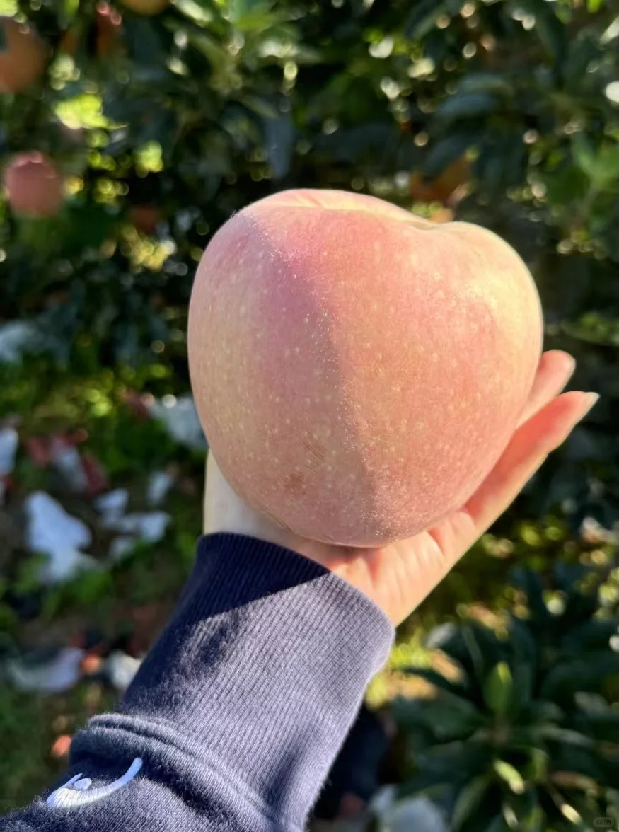 今日果园现摘～?