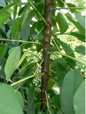 农业种植园，果树、蔬菜水果采摘园新鲜蔬果