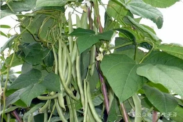 农业种植园，果树、蔬菜水果采摘园新鲜蔬果