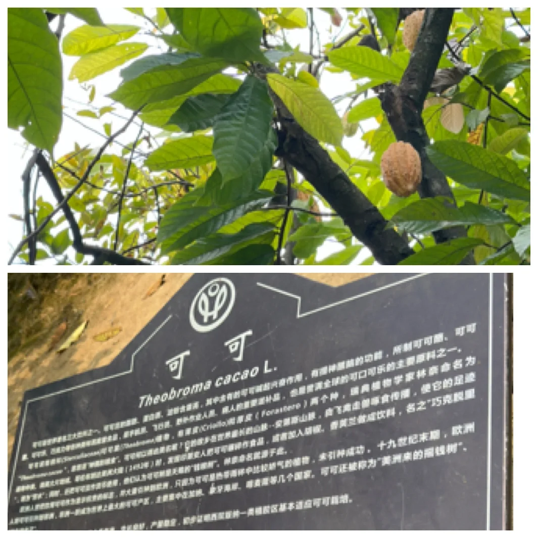 热带水果种植园里长点知识