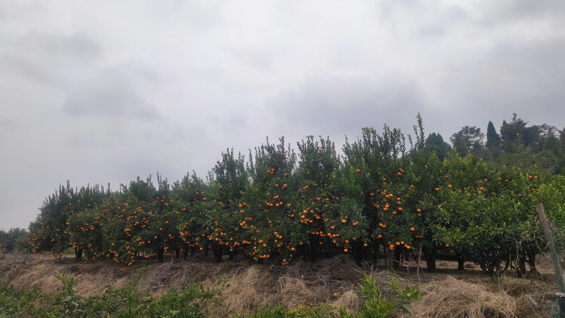 如何才帮父母把几万斤的水果卖出去啊？