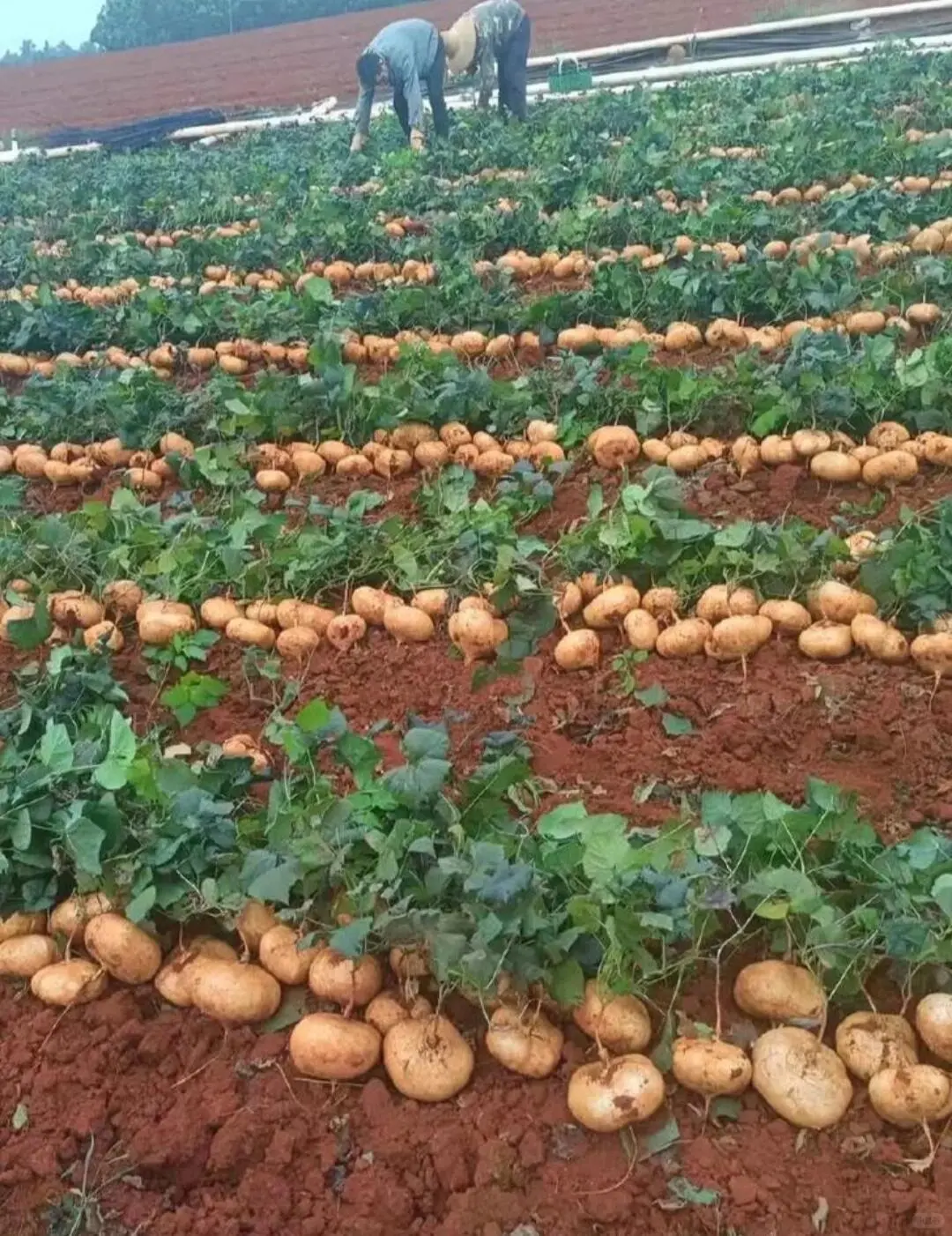 一款长在地里的水果，网友都说比苹果好吃