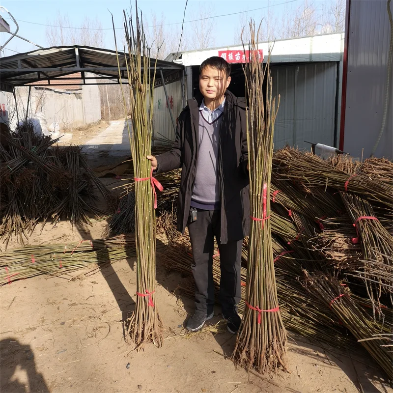 火箭果苹果苗:果实硕大,快速成熟