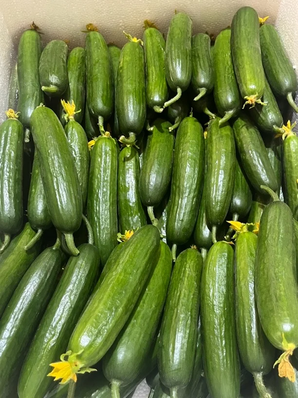 自己家大棚里的黄瓜大丰收啦！！！