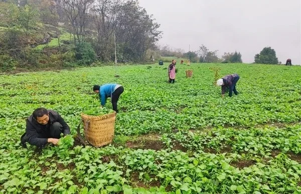 农业种植园，果树、蔬菜水果采摘园新鲜蔬果
