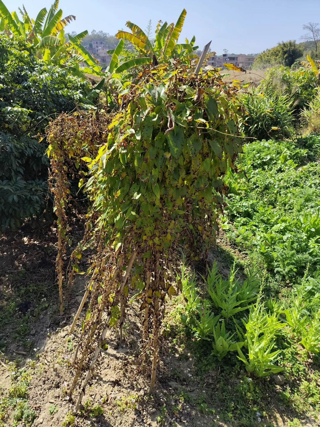 地里种的水果蔬菜，看看都认识吗?