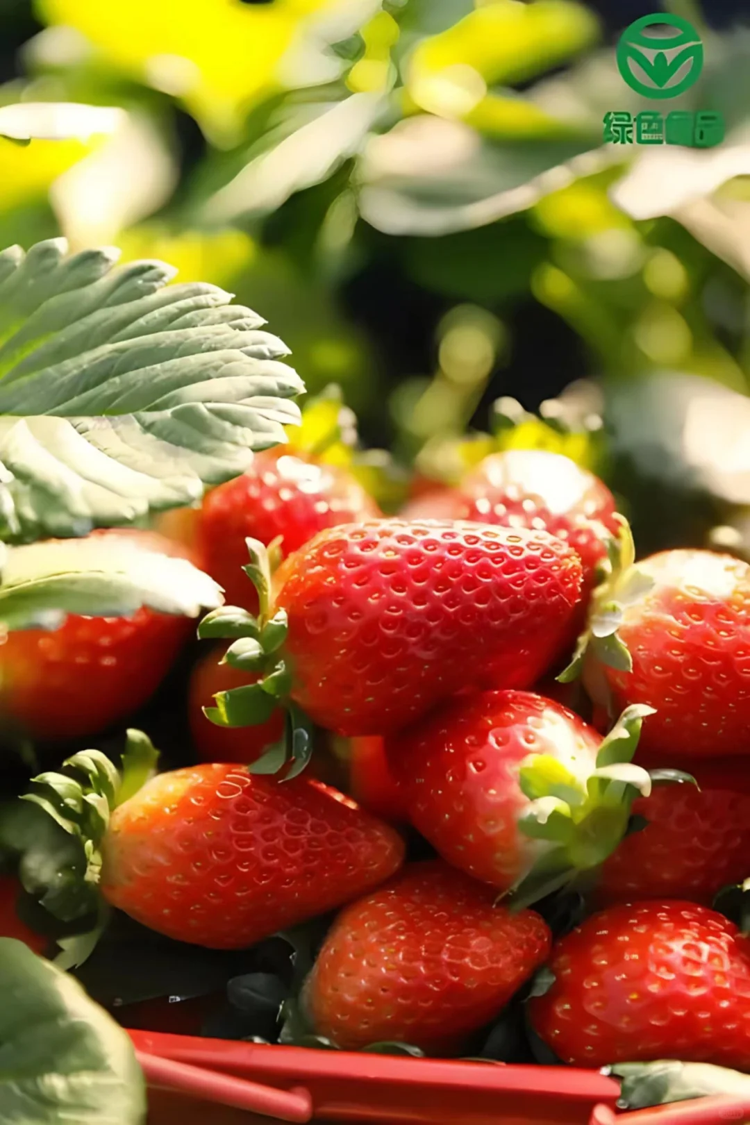 蔬果小芝士—草莓
