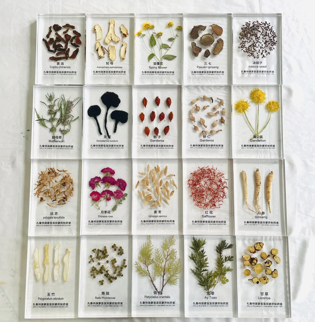 中草药树脂标本