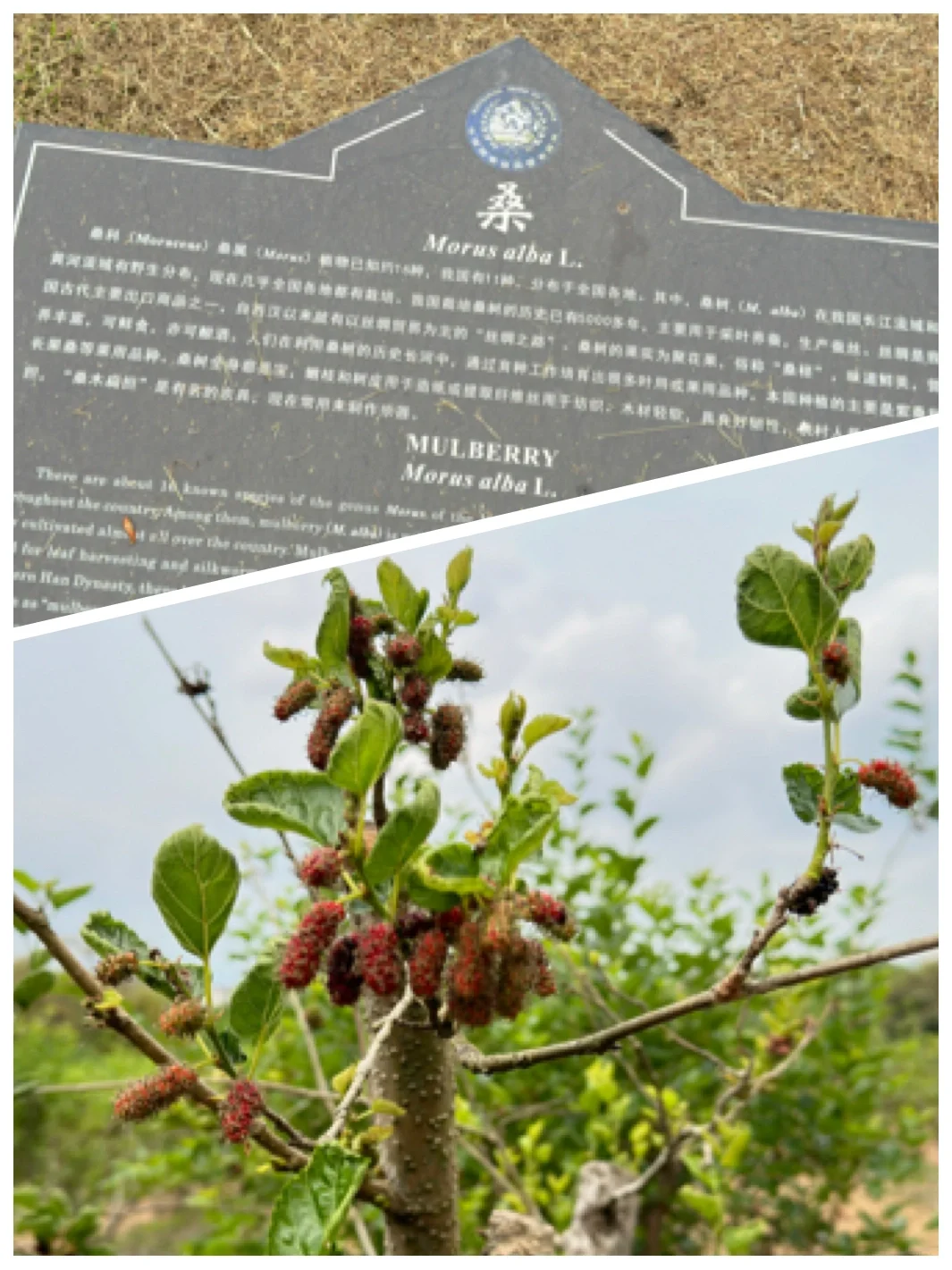 热带水果种植园里长点知识