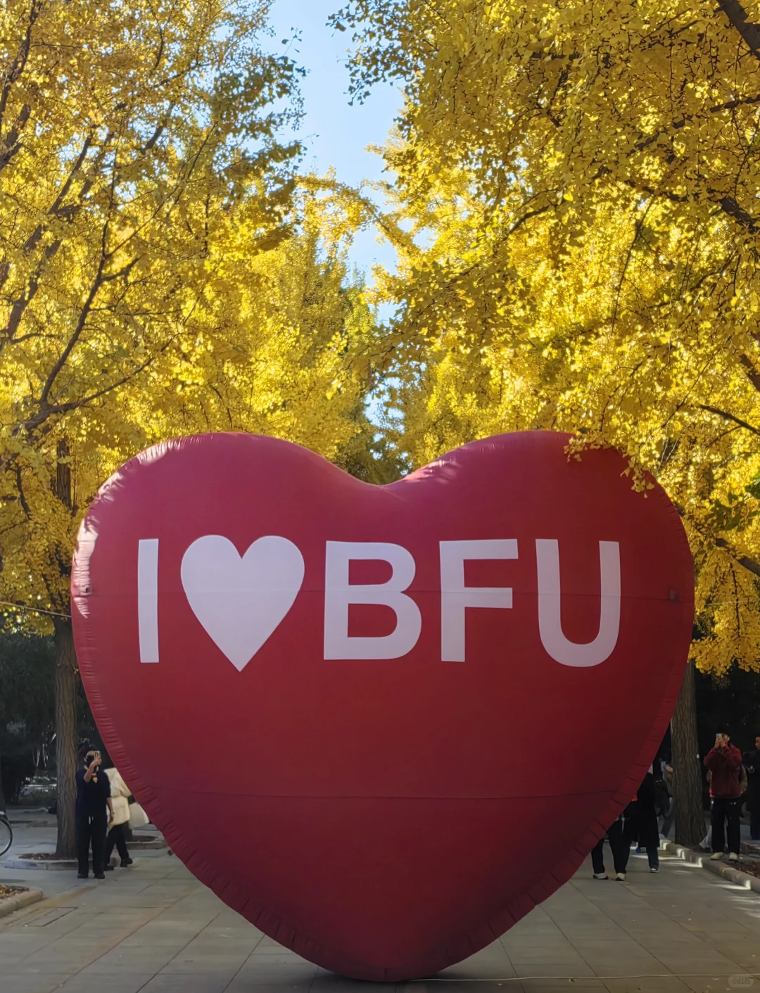 20251101-11（北京林业大学银杏大道）