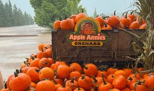 Tucson 图森 走咱们去摘南瓜了!