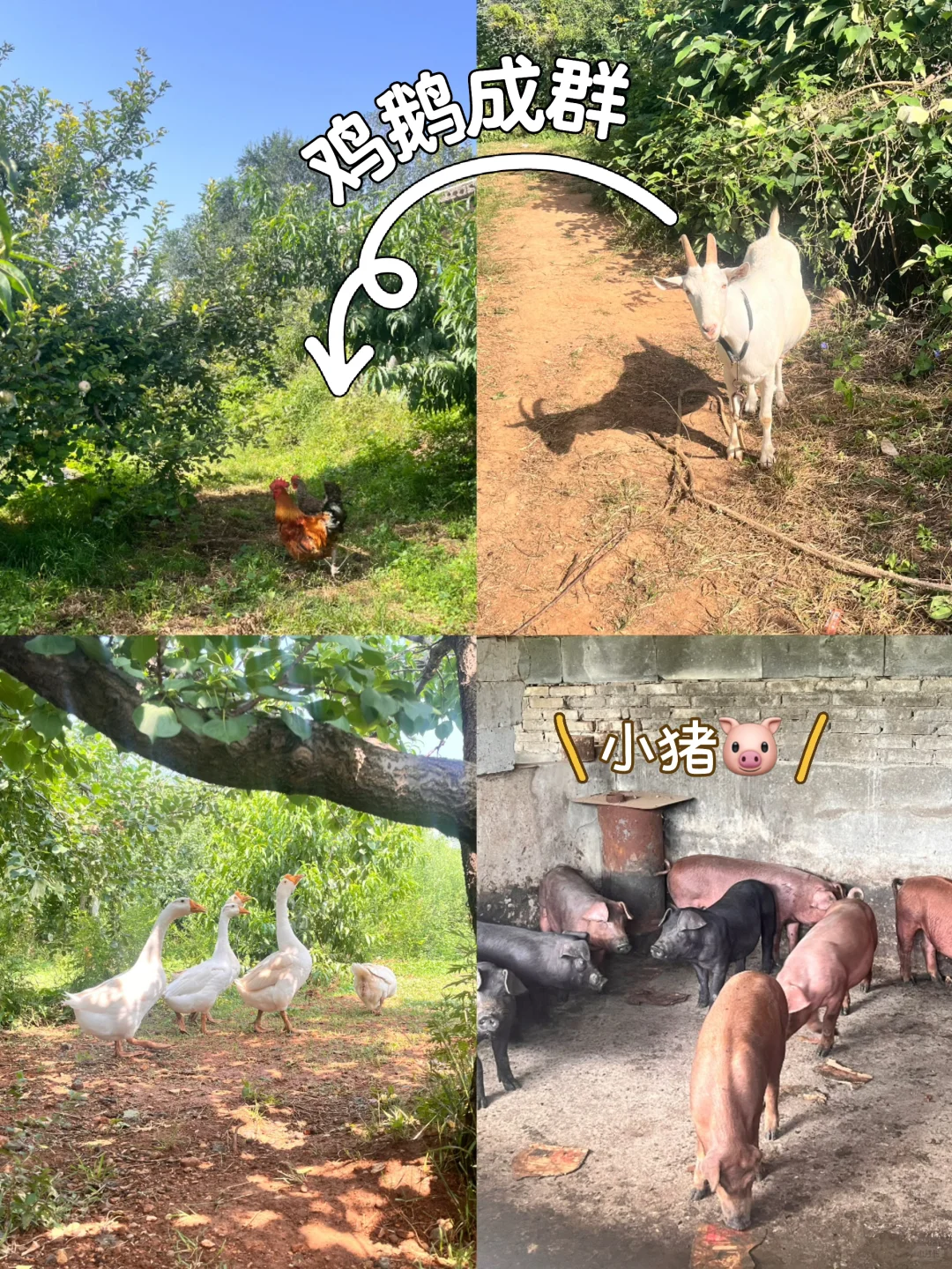 石家庄周末|山里|吸氧|采摘|遛娃