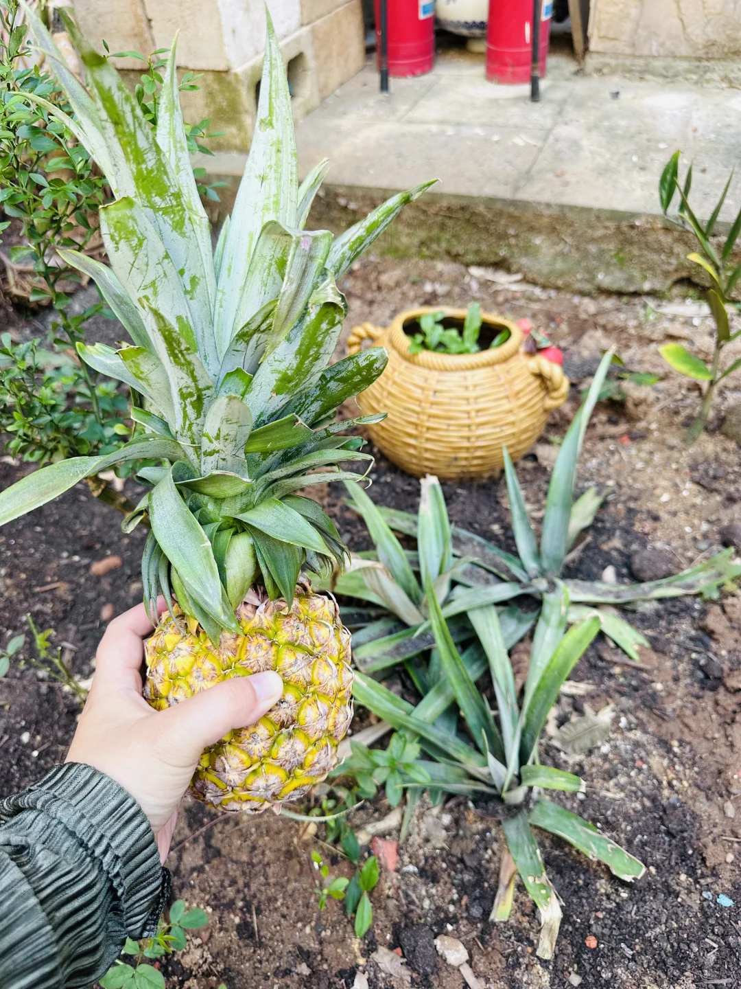 有花园的意义就在此刻了吧～丰收季节