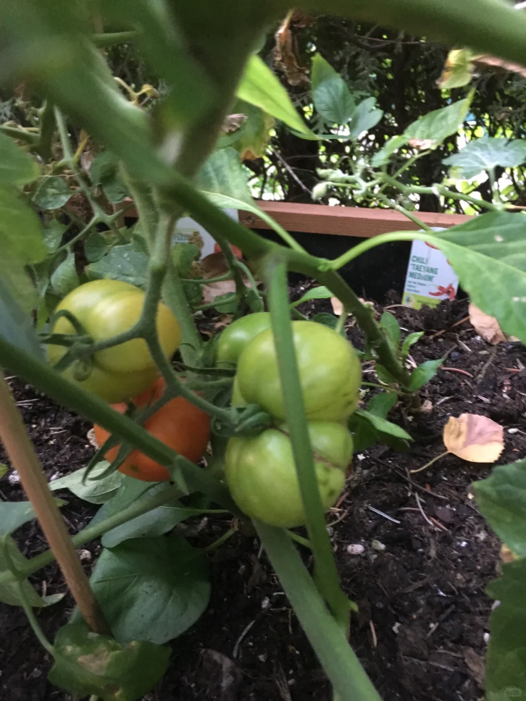 花园里的水果和蔬菜