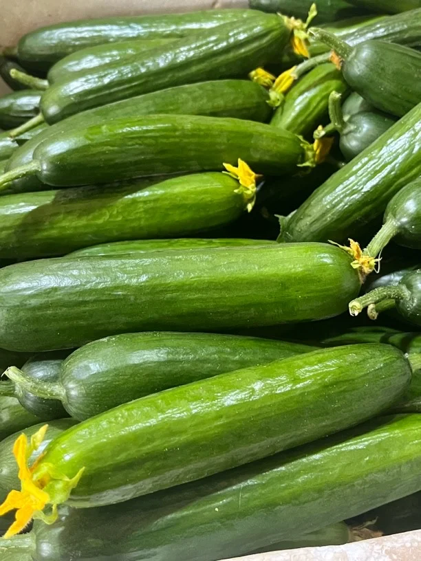 自己家大棚里的黄瓜大丰收啦！！！