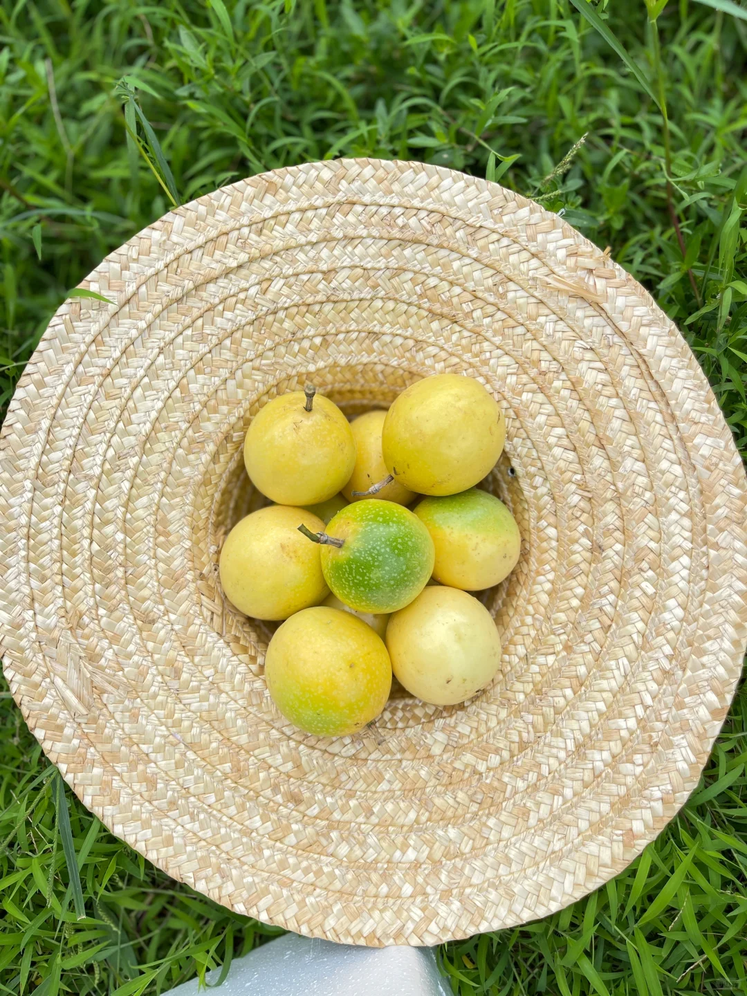 你的家乡有这种水果吗