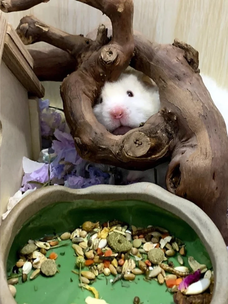 天然葡萄藤隧道+磨牙神器 打造会迷路的趣味