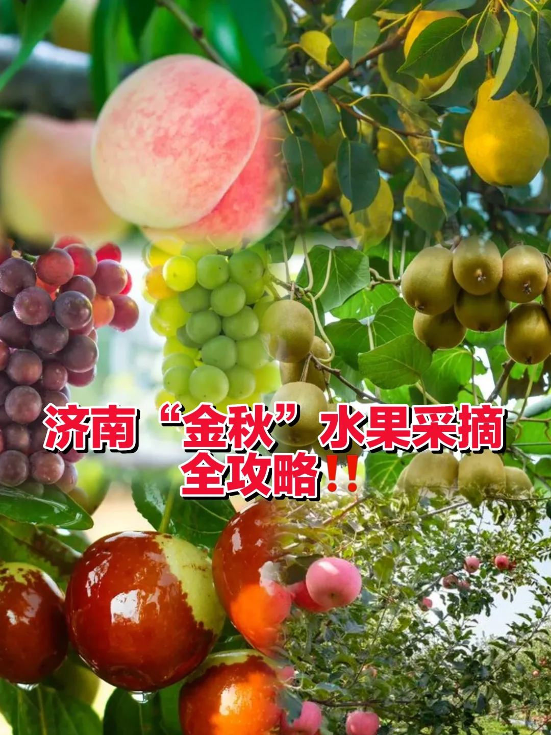 济南秋天?水果采摘全攻略‼️