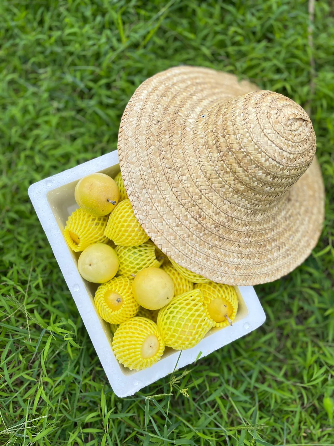 你的家乡有这种水果吗