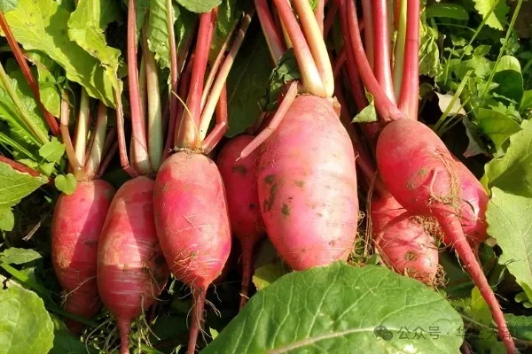 农业种植园，果树、蔬菜水果采摘园新鲜蔬果