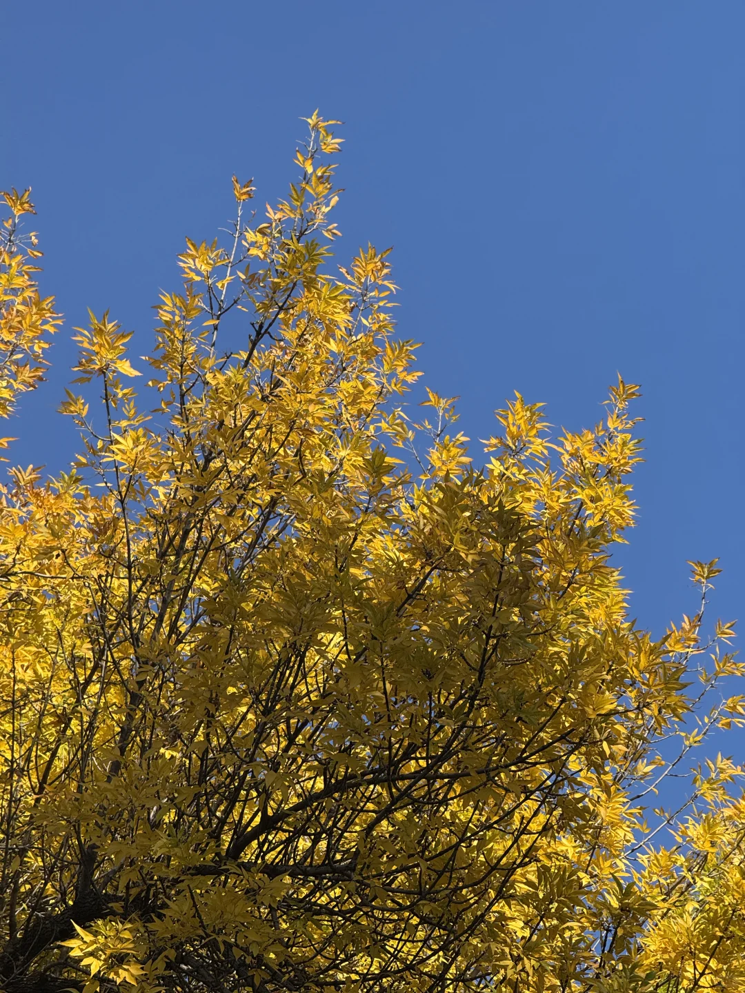 北林的秋天太权威了