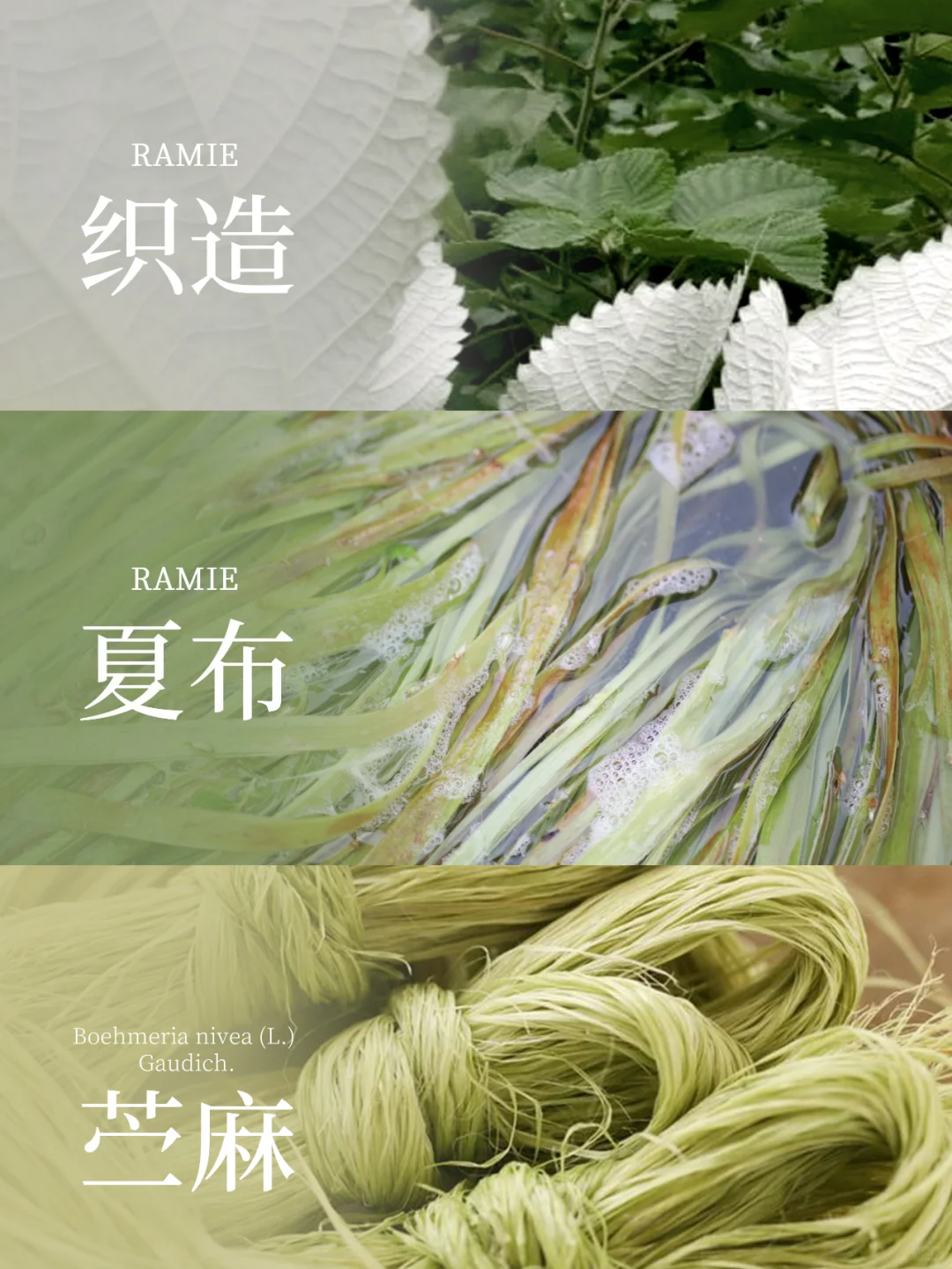 非遗里的苎麻丨一首远古的长诗——夏布