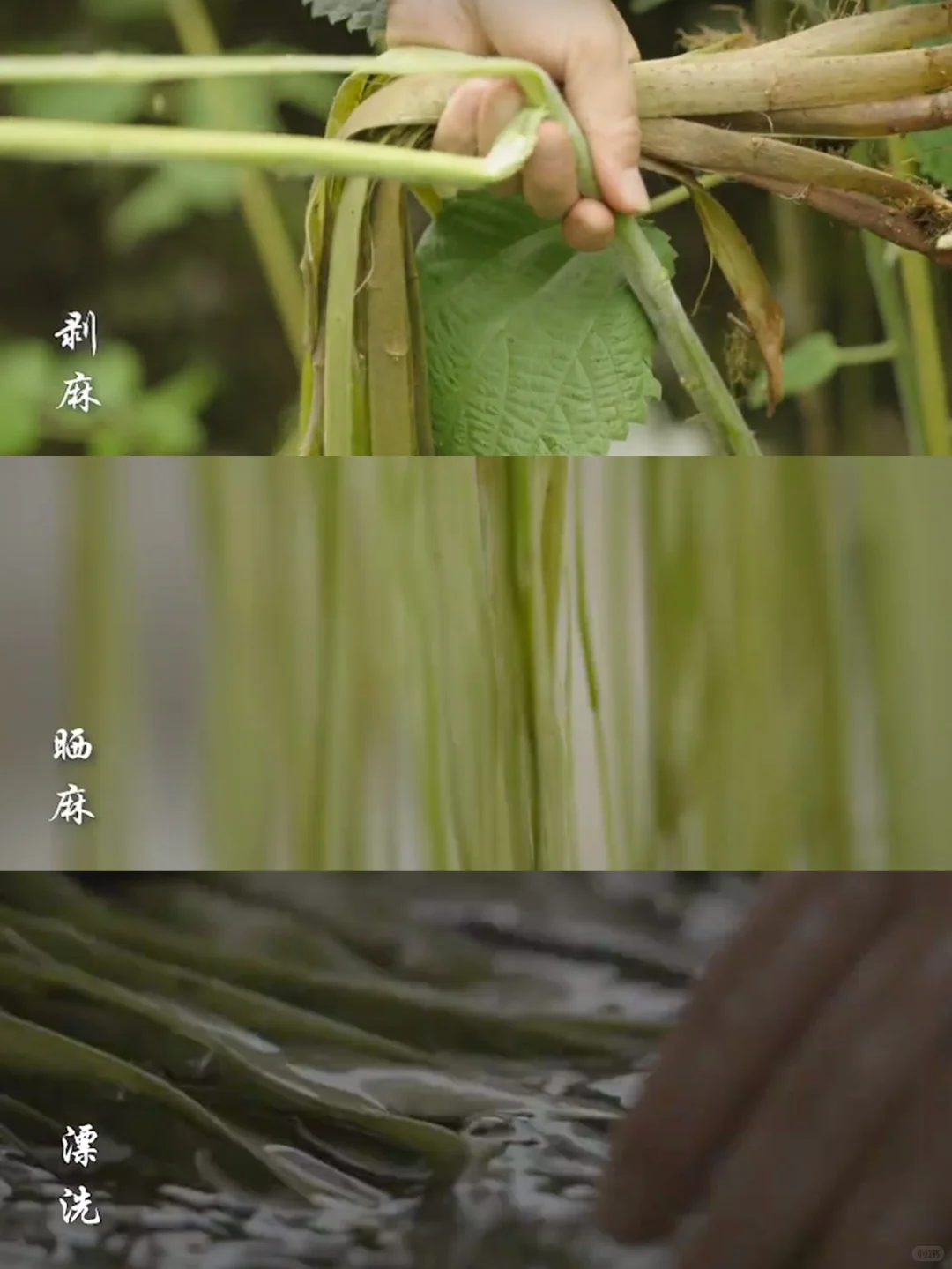 非遗里的苎麻丨一首远古的长诗——夏布