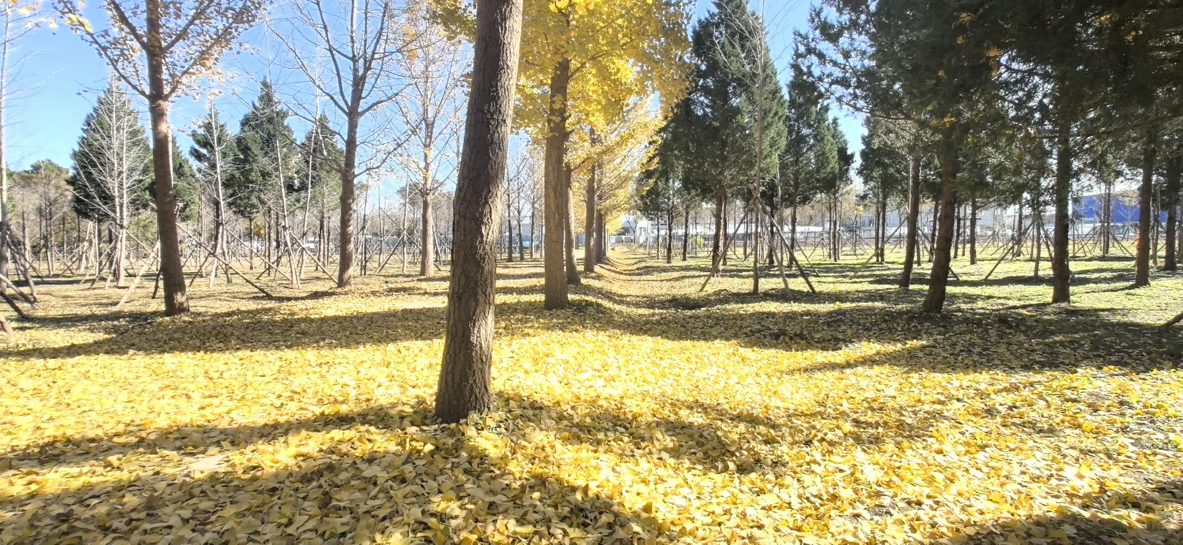 海淀集体生态林，银杏叶进入最佳观赏期