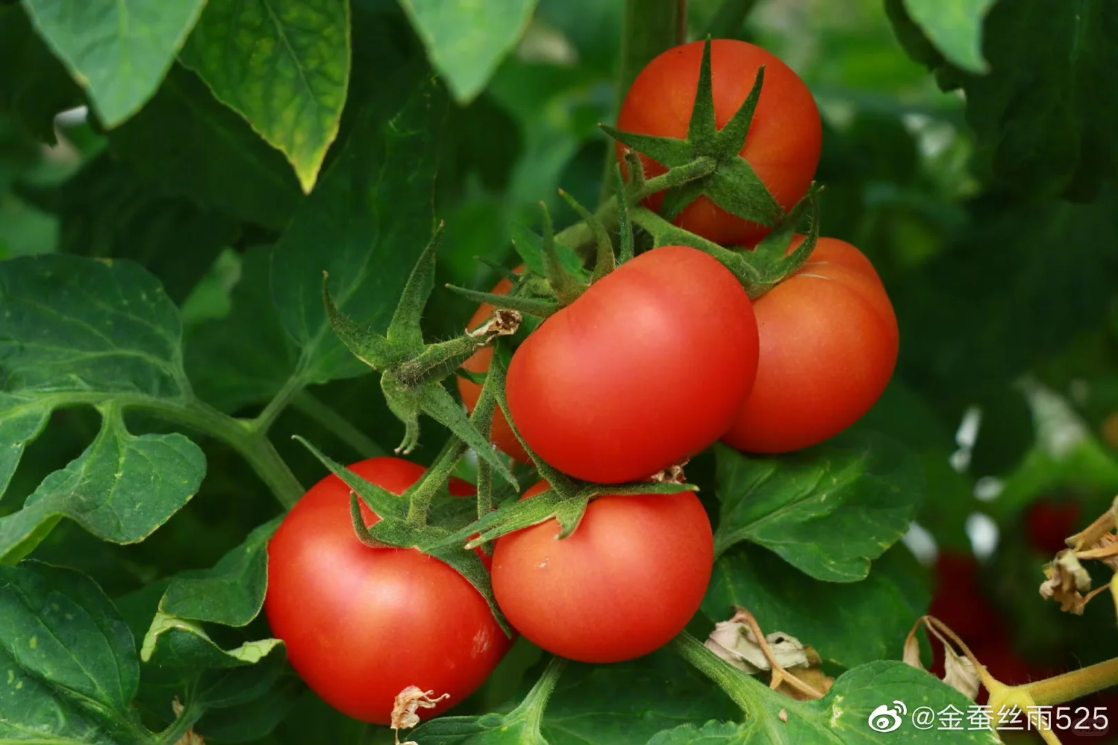 从南美深山到全球餐桌:番茄与圣女果的“