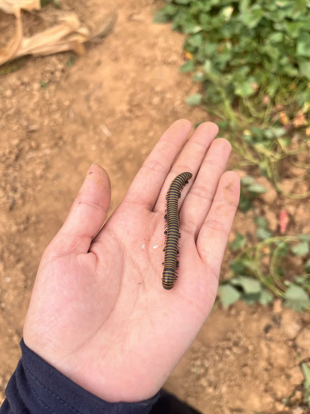 石家庄周末|山里|吸氧|采摘|遛娃