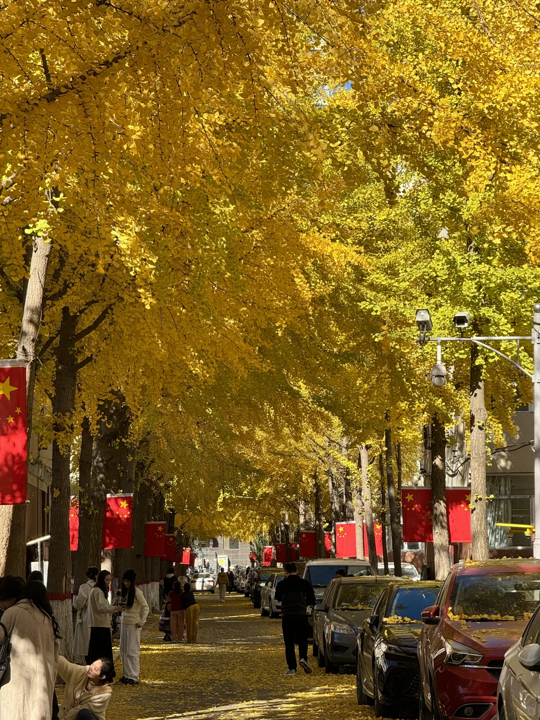 太原银杏地图?｜错过等一年！已是最佳观赏期