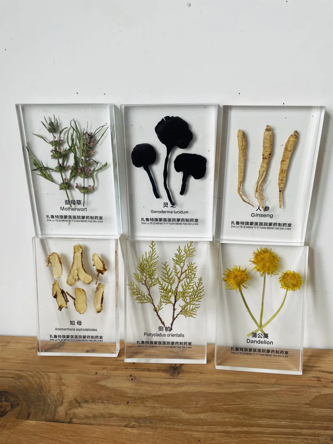 中草药树脂标本