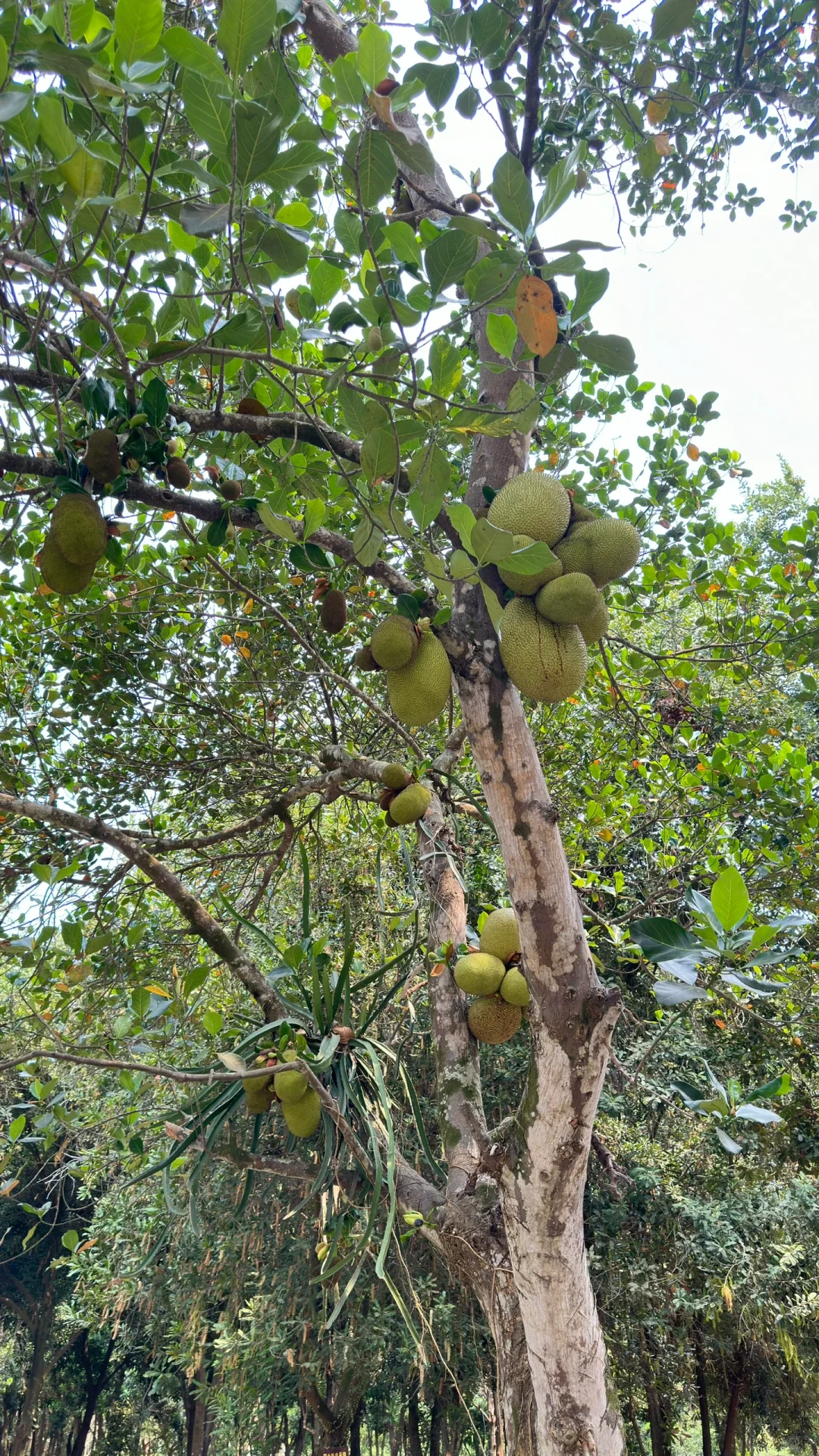 热带水果种植园里长点知识