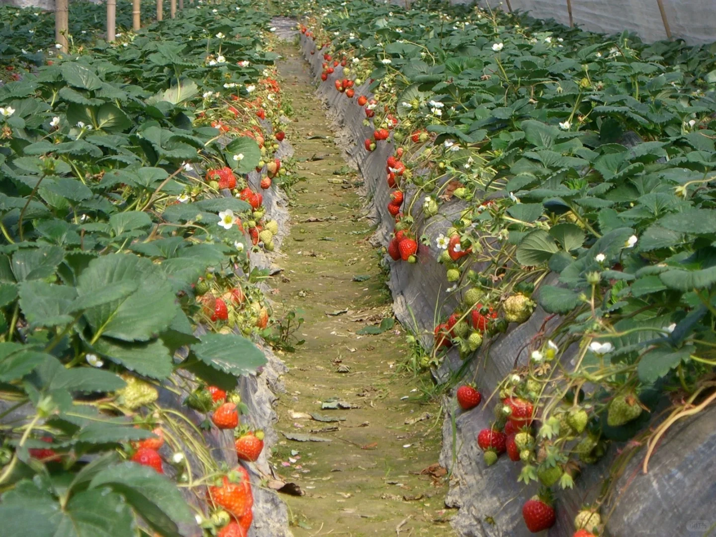 蔬果小芝士—草莓