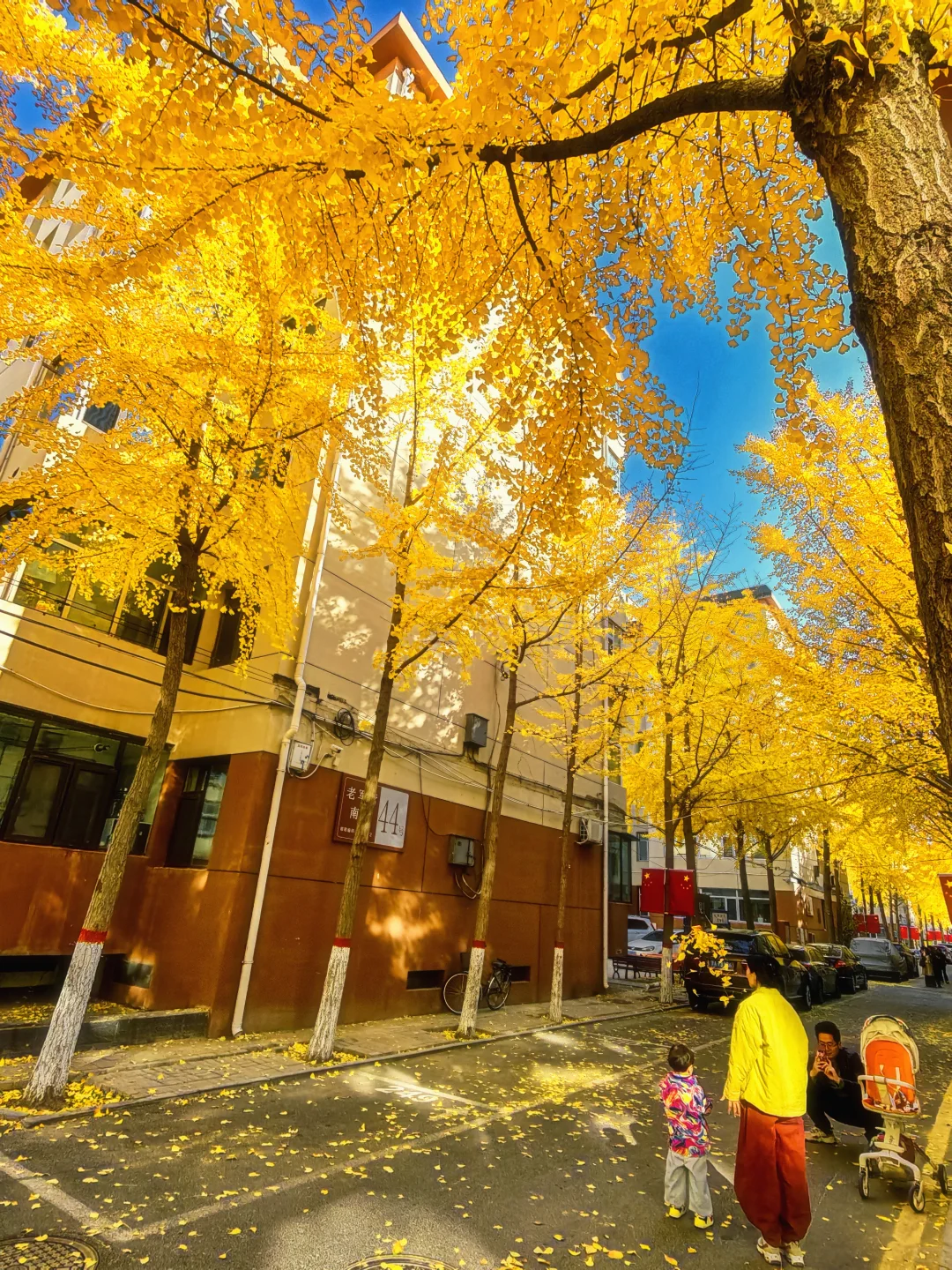 11.4太原老军营银杏?实拍❗（附攻略）