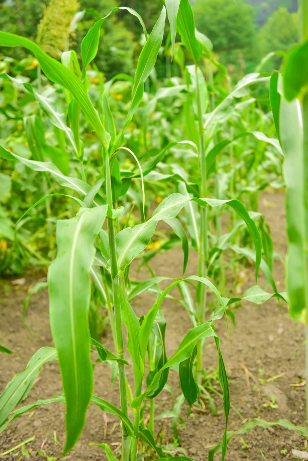 别说想回村了，你认识这里几种农作物？