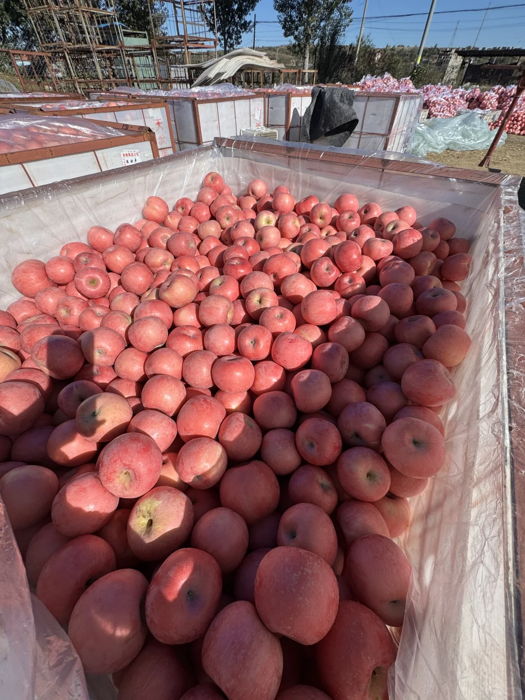 想吃烟台苹果?的，带给你们一点点震撼?