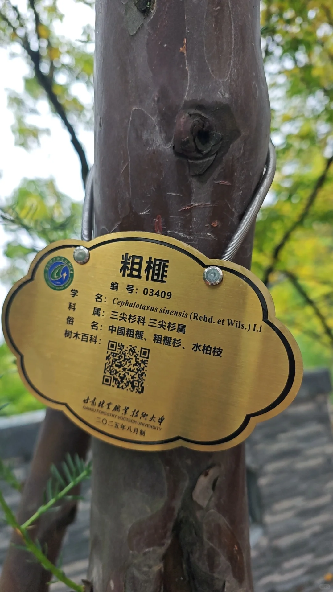 一不小心爱上了这所校园～