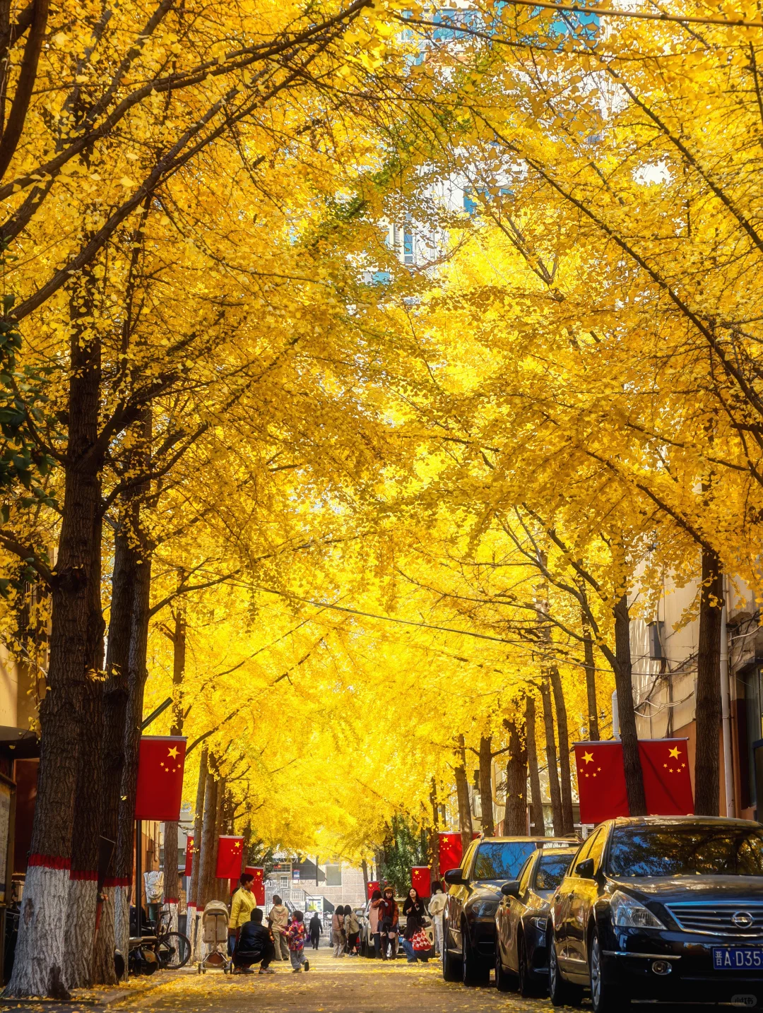 11.4太原老军营银杏?实拍❗（附攻略）