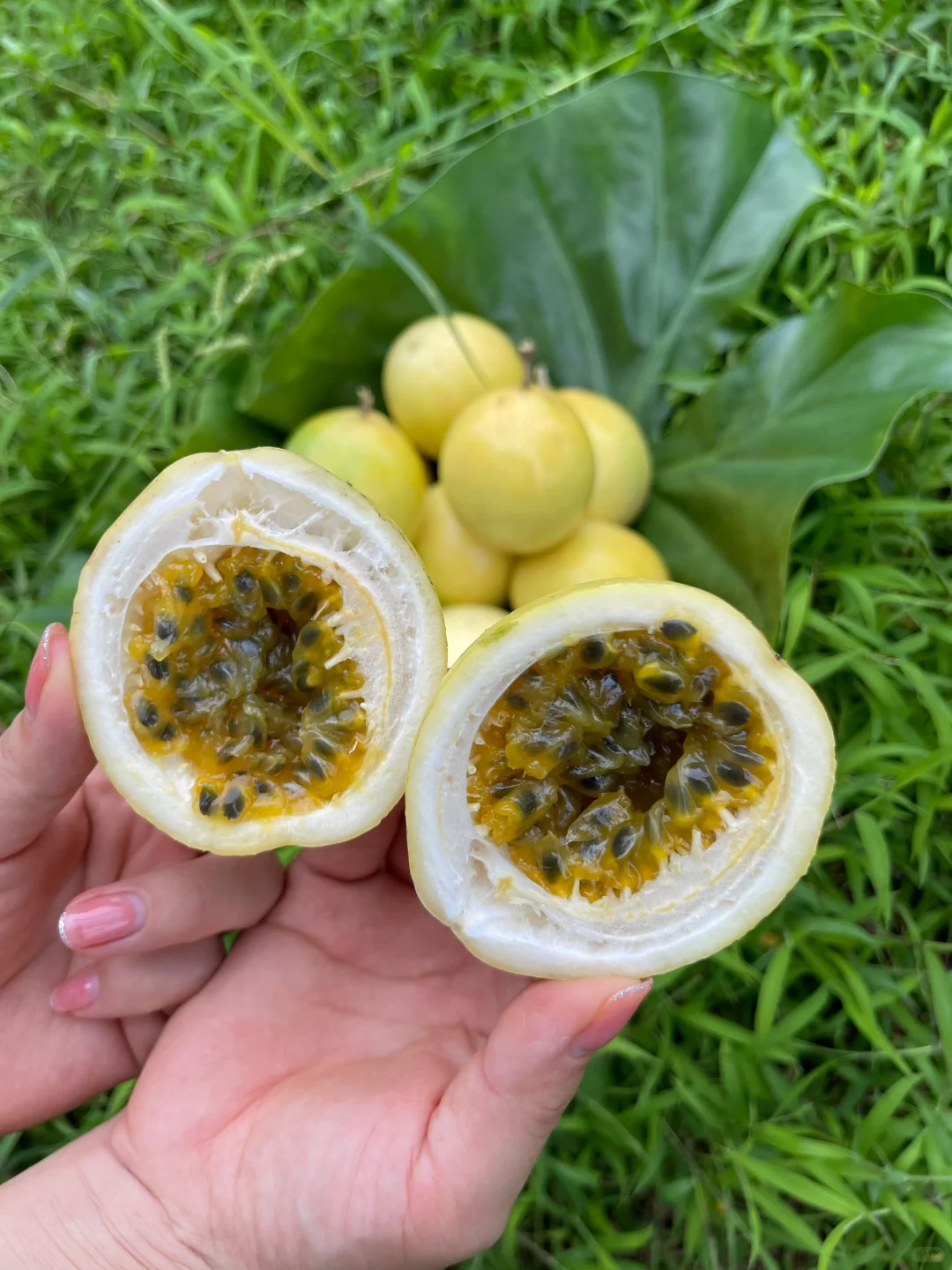 你的家乡有这种水果吗